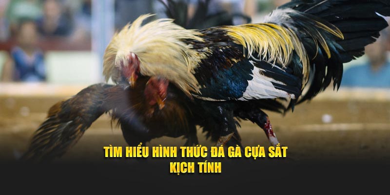 Tìm hiểu cụ thể về hình thức đá gà cựa sắt đầy kịch tính